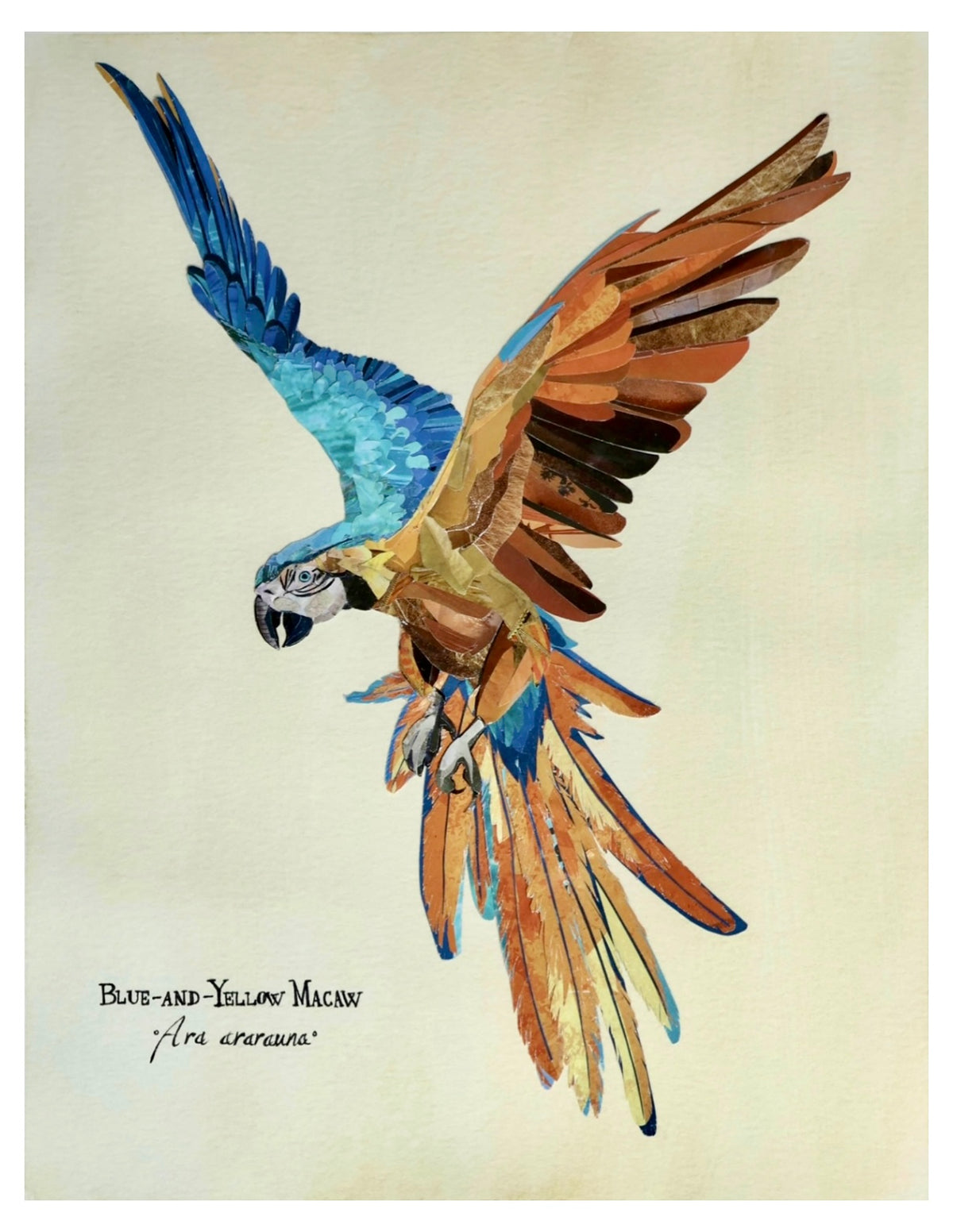 Blue-and-Yellow Macaw -Print-