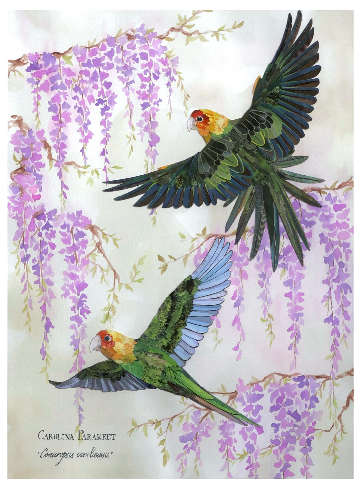 Carolina Parakeet Pair and Wisteria *Original*