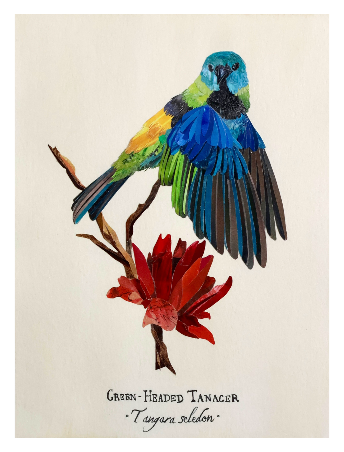 Green-Headed Tanager *Original*