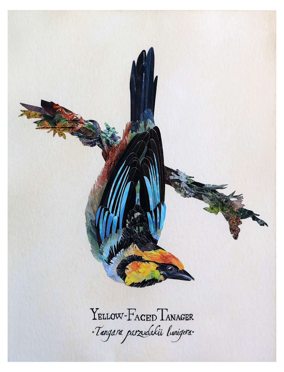 Yellow-Faced Tanager -Print-