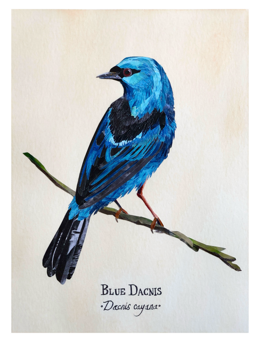 Blue Dacnis -Print-