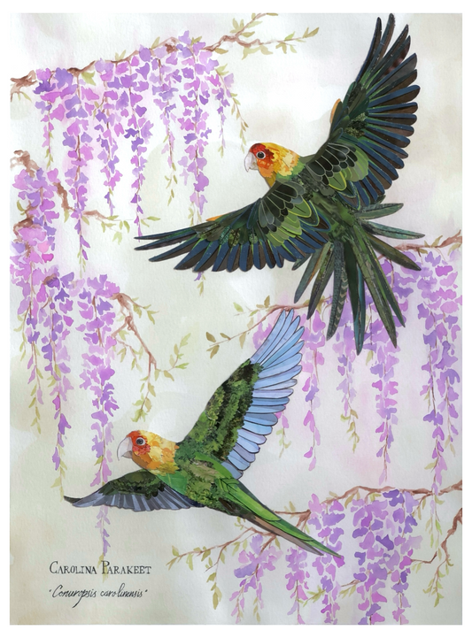 Carolina Parakeet Pair and Wisteria -Print-