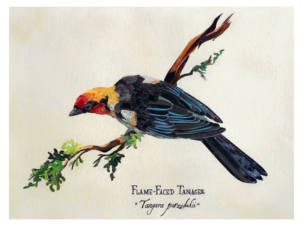 Flame-Faced Tanager -Print-