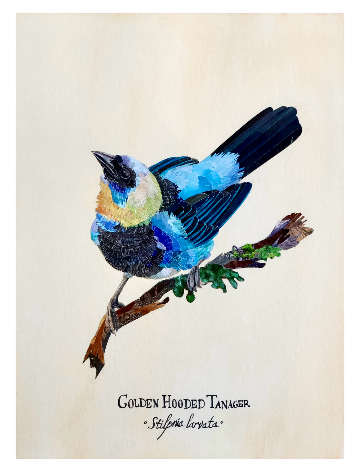 Golden-Hooded Tanager -Print-