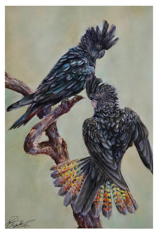 Pair of the Red-Tailed Black Cockatoo -Print-